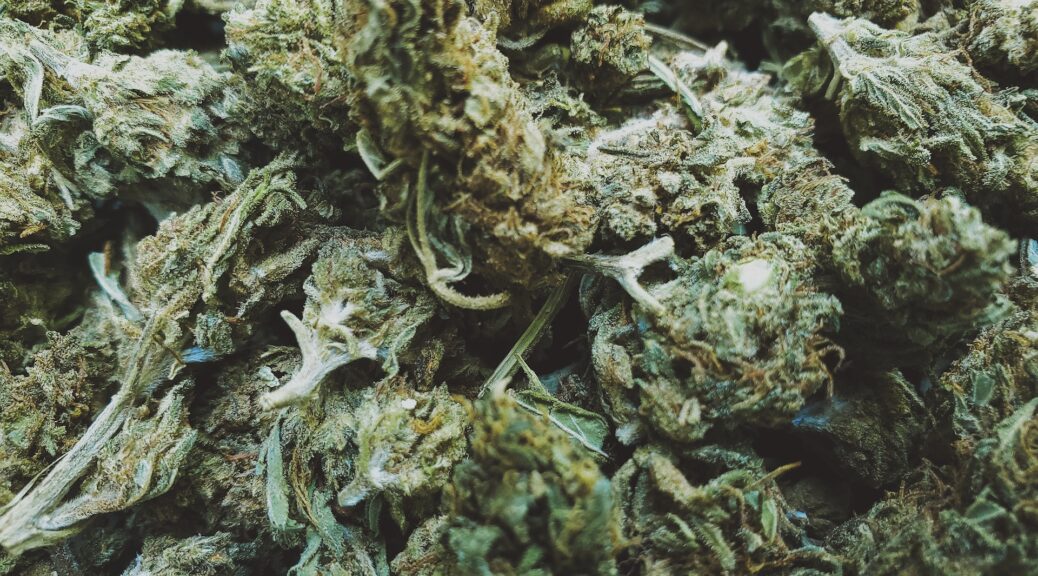 a close-up photo of weed