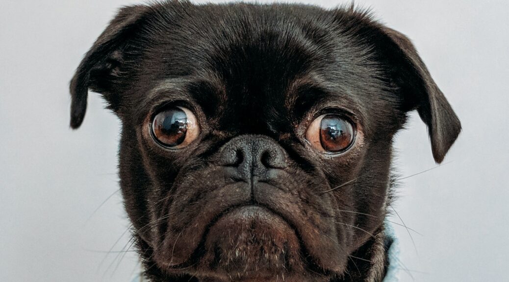 a dog that ate weed