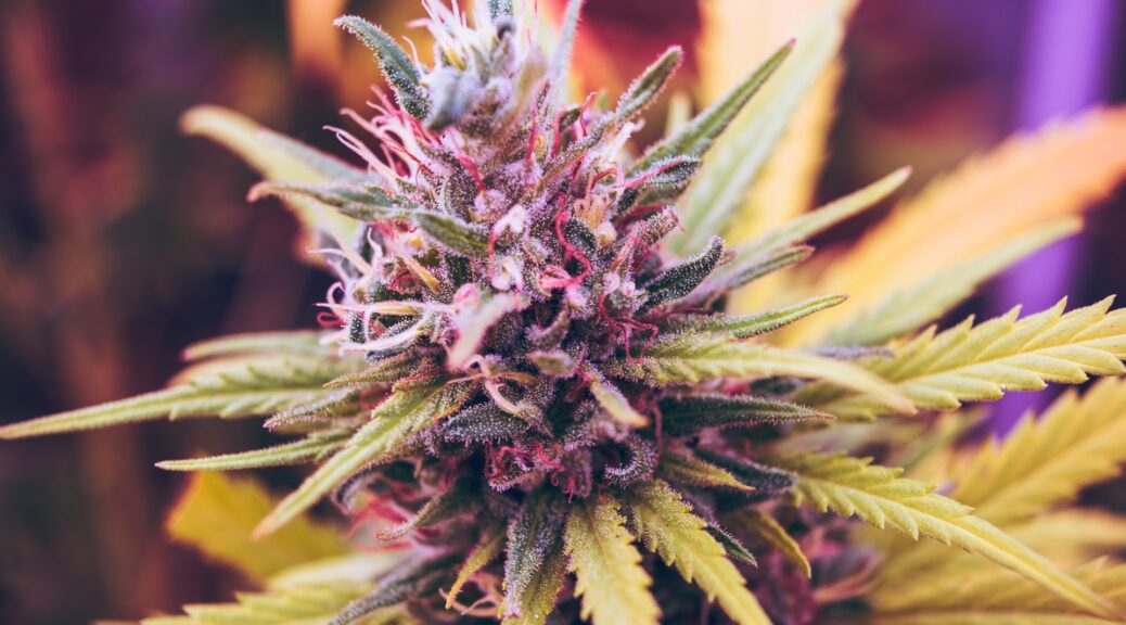 A close-up picture of a colorful bud