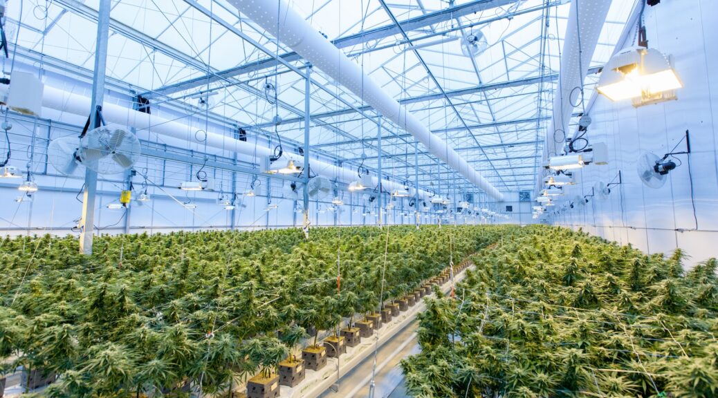 Various cannabis strains growing in a greenhouse
