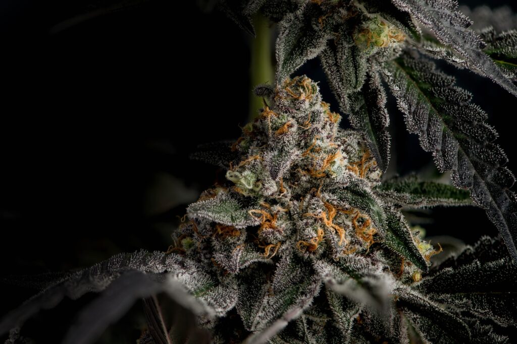 beautiful cannabis hybrid bud