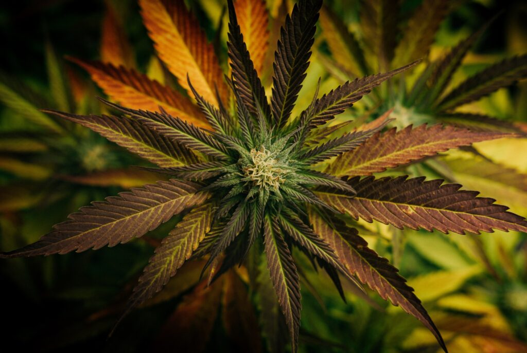 A bud growing on a cannabis plant